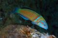 Thalassoma pavo